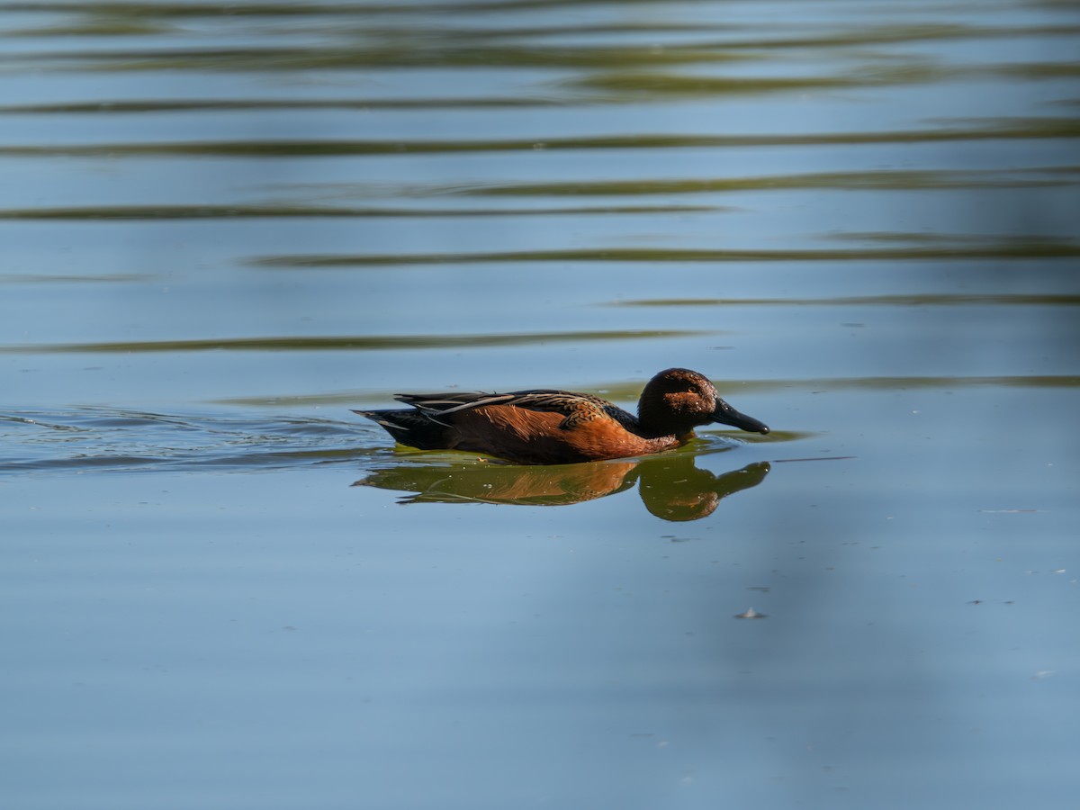 Cinnamon Teal - ML646490191