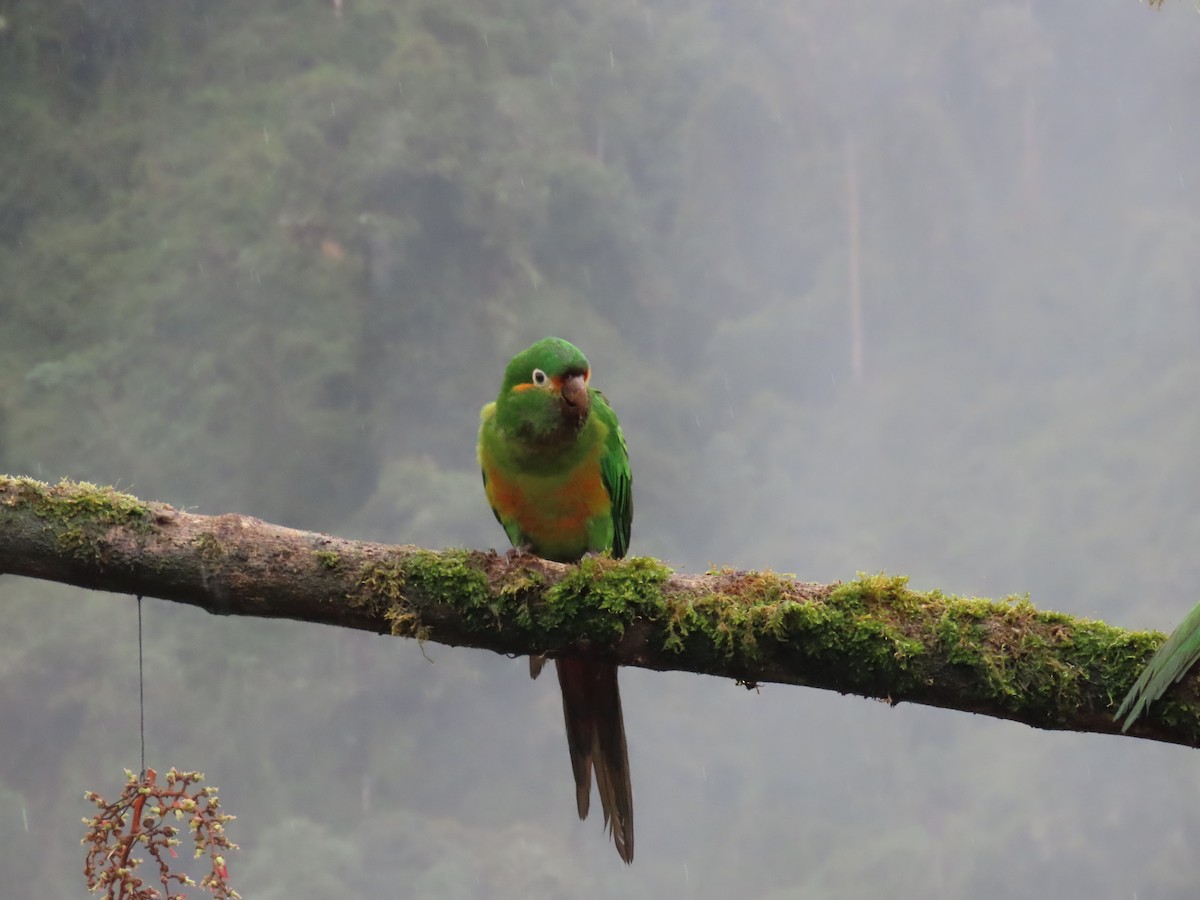 Golden-plumed Parakeet - ML646490192