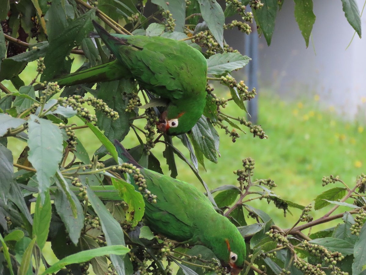 Golden-plumed Parakeet - ML646490193