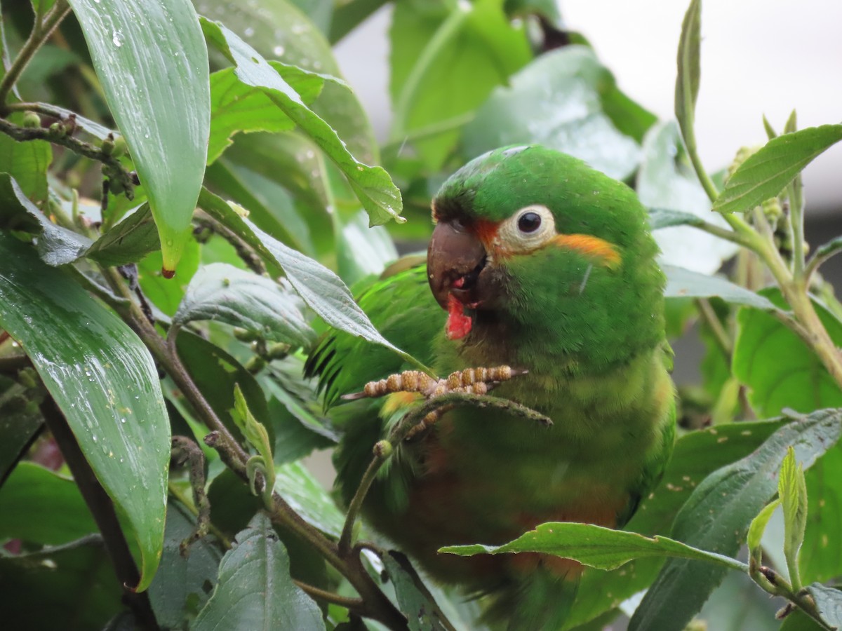 Golden-plumed Parakeet - ML646490194