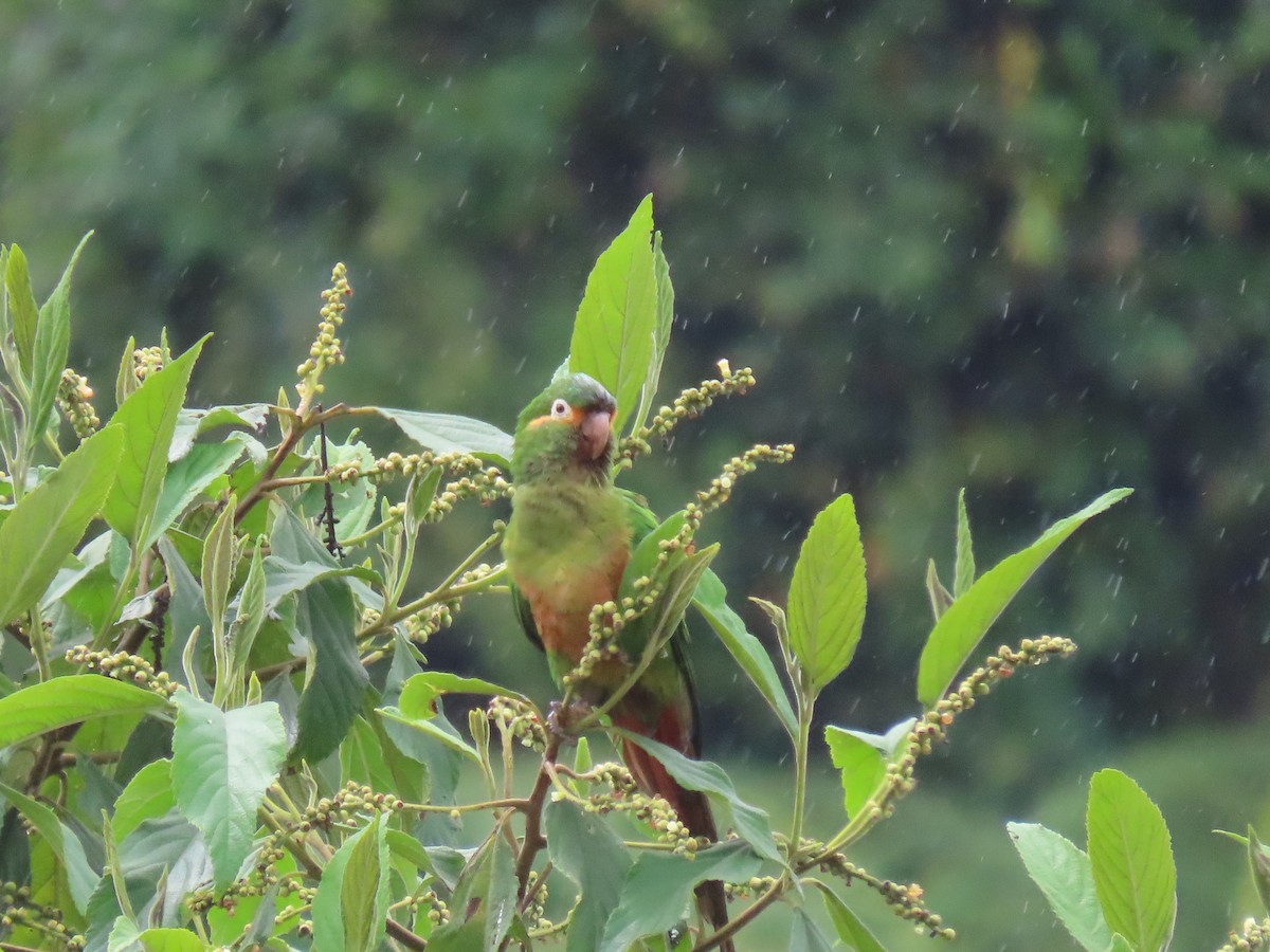 Golden-plumed Parakeet - ML646490195