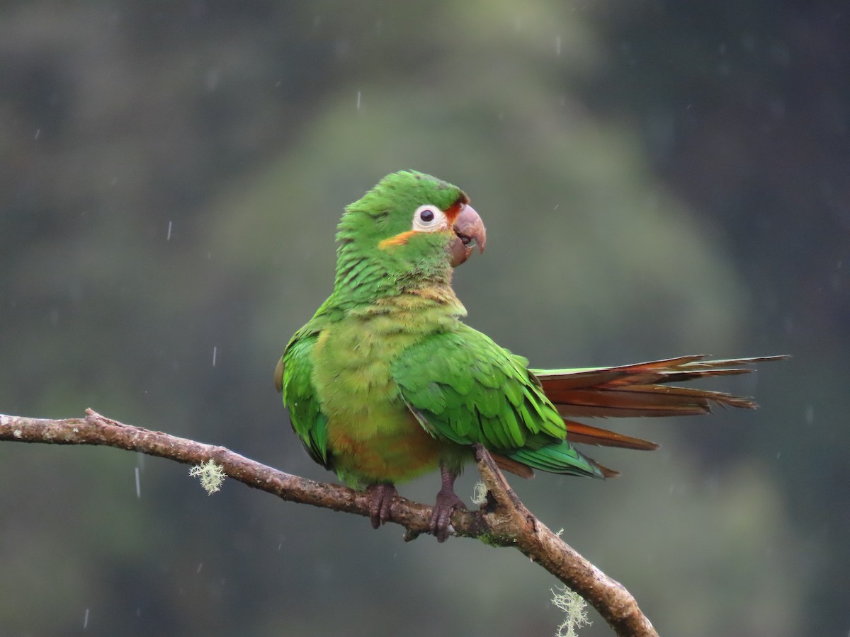 Golden-plumed Parakeet - ML646490196