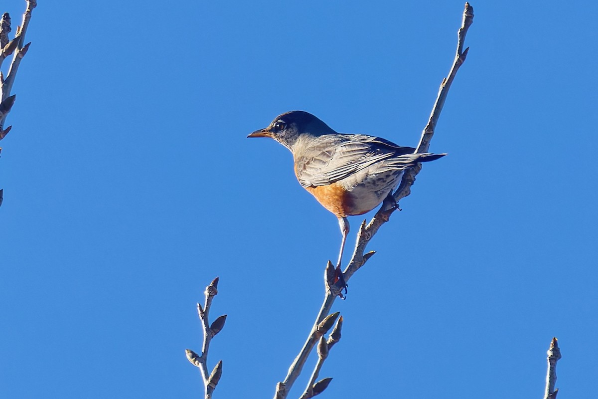 American Robin - ML646490197