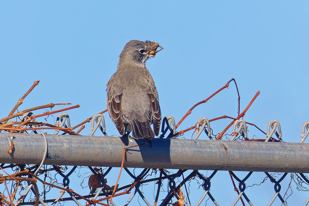 American Robin - ML646490198