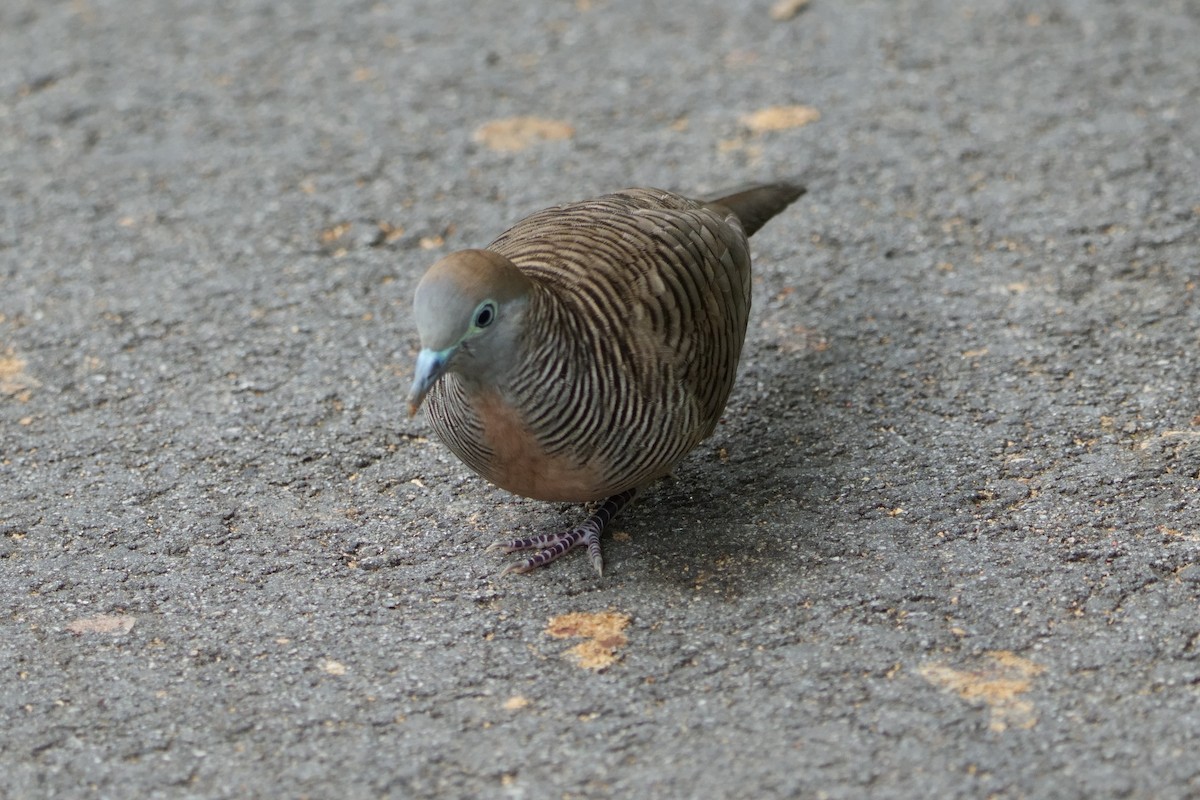 Zebra Dove - ML646490199