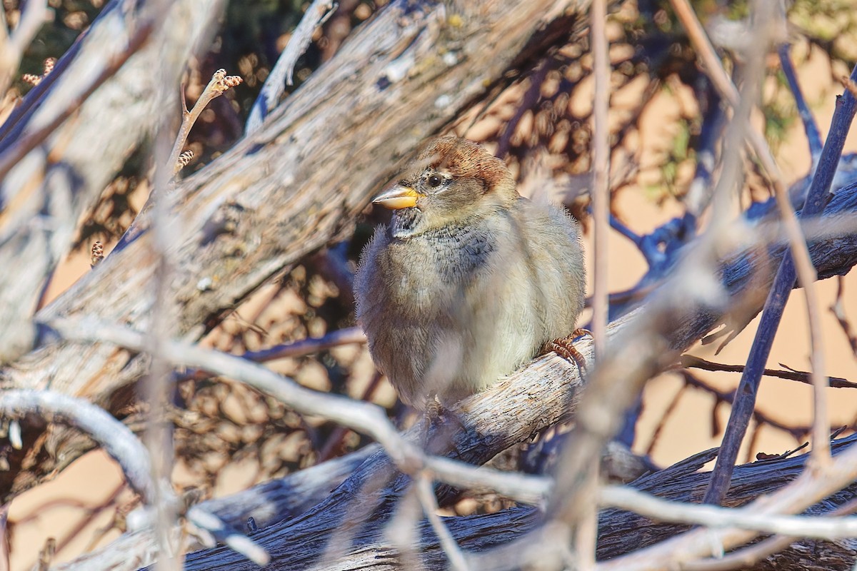 House Sparrow - ML646490200