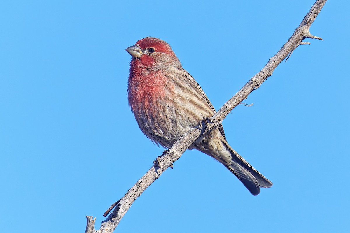 House Finch - ML646490201