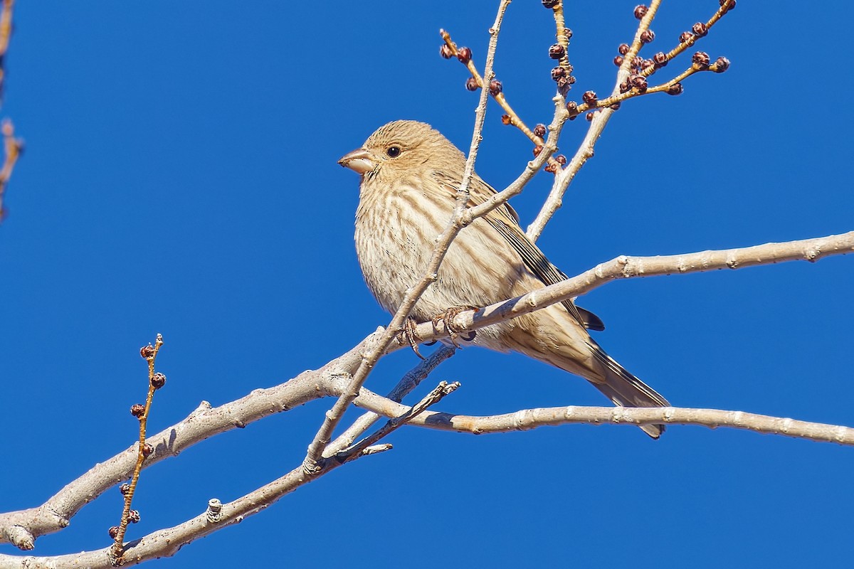 House Finch - ML646490202