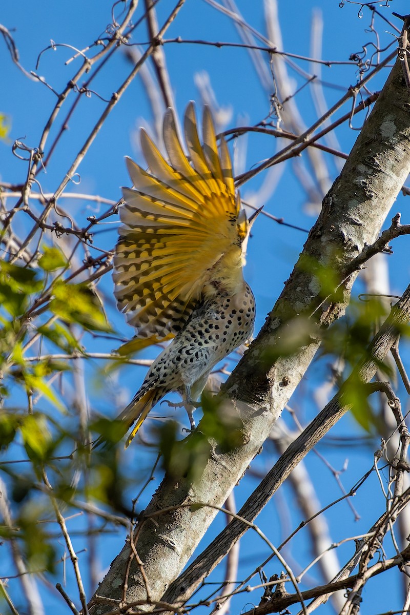 Northern Flicker - ML646490207