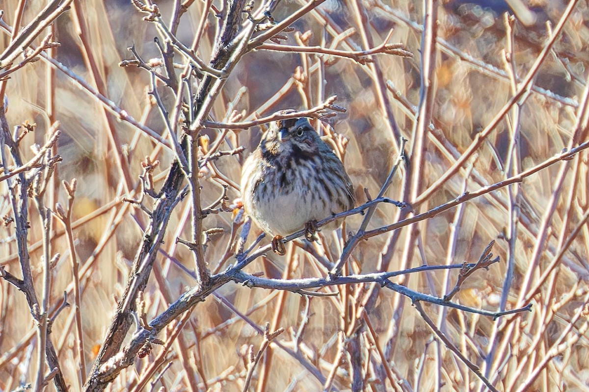 Song Sparrow - ML646490208