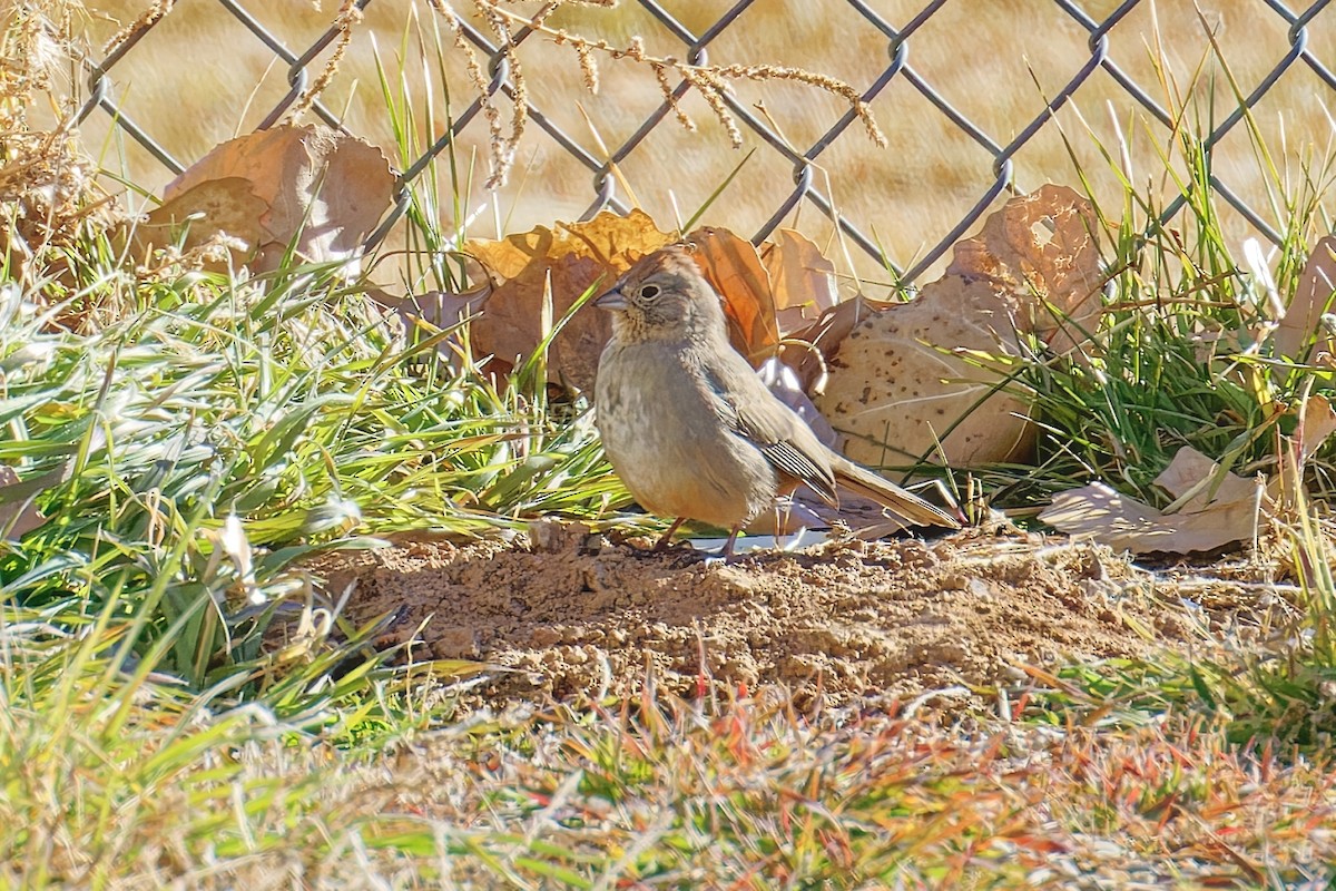 Canyon Towhee - ML646490209