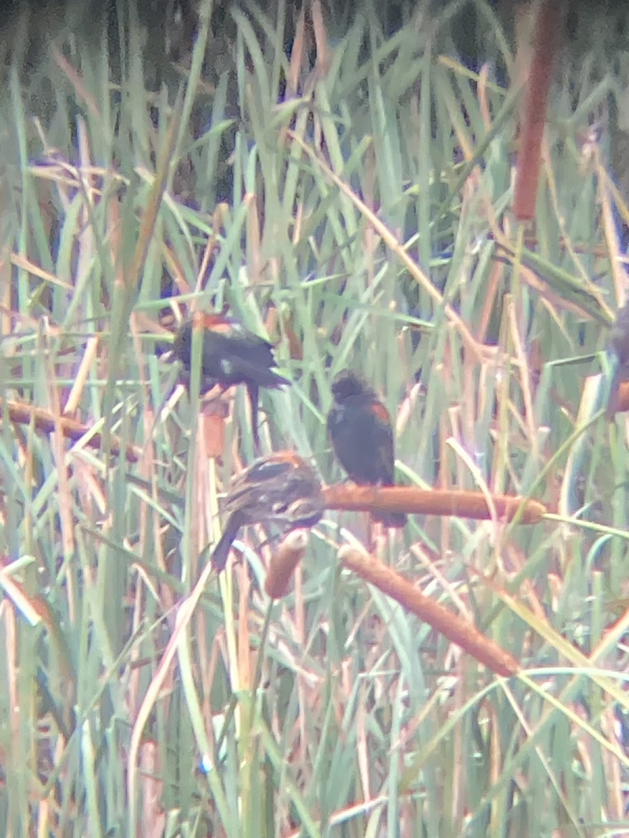 Red-winged Blackbird - ML646490210
