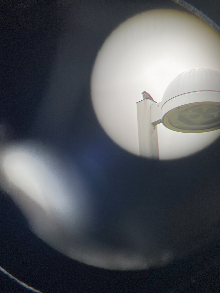 Eastern Phoebe - ML646490212