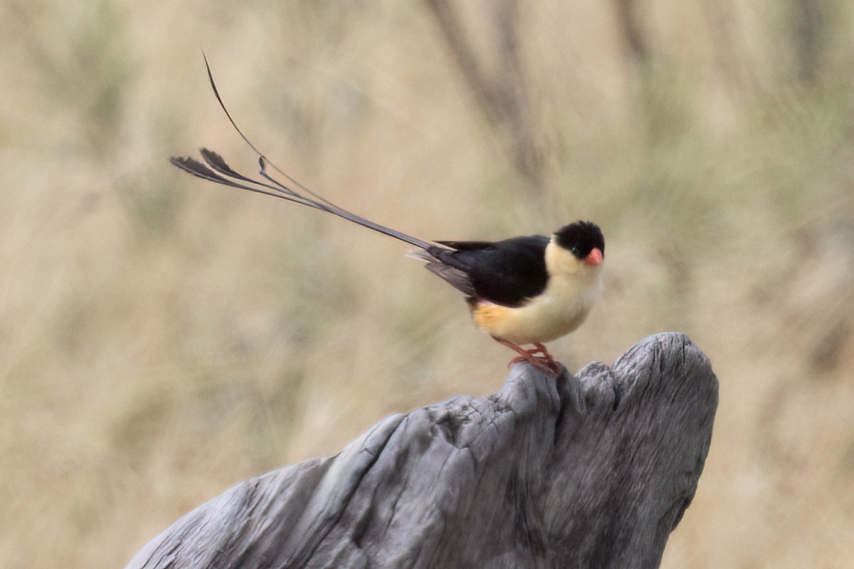 Shaft-tailed Whydah - ML646490213