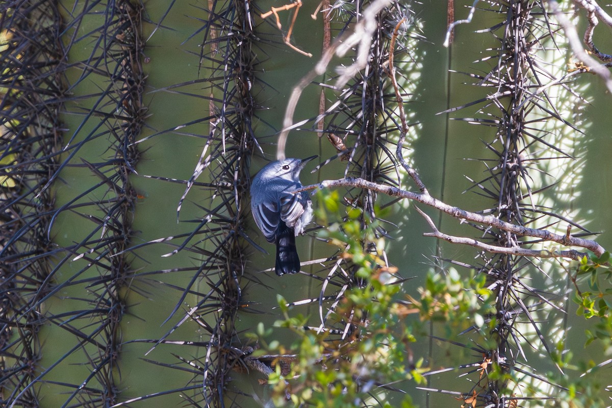Blue-gray Gnatcatcher - ML646490214