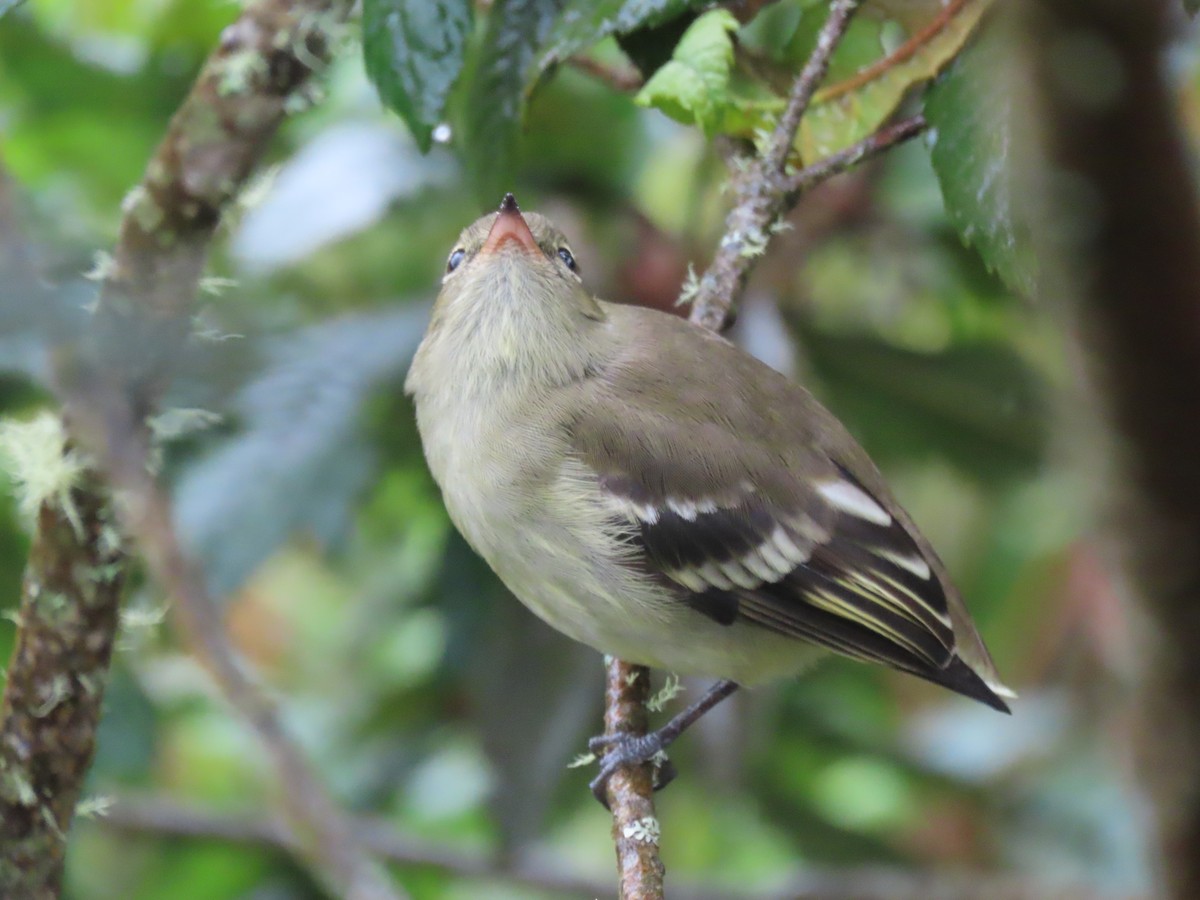 Mountain Elaenia - ML646490215