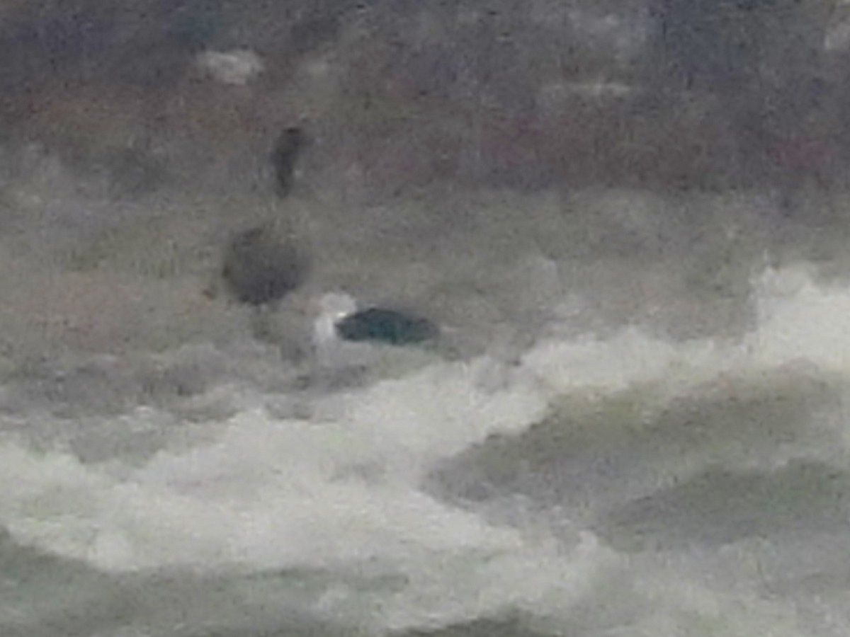 Great Black-backed Gull - ML646490218