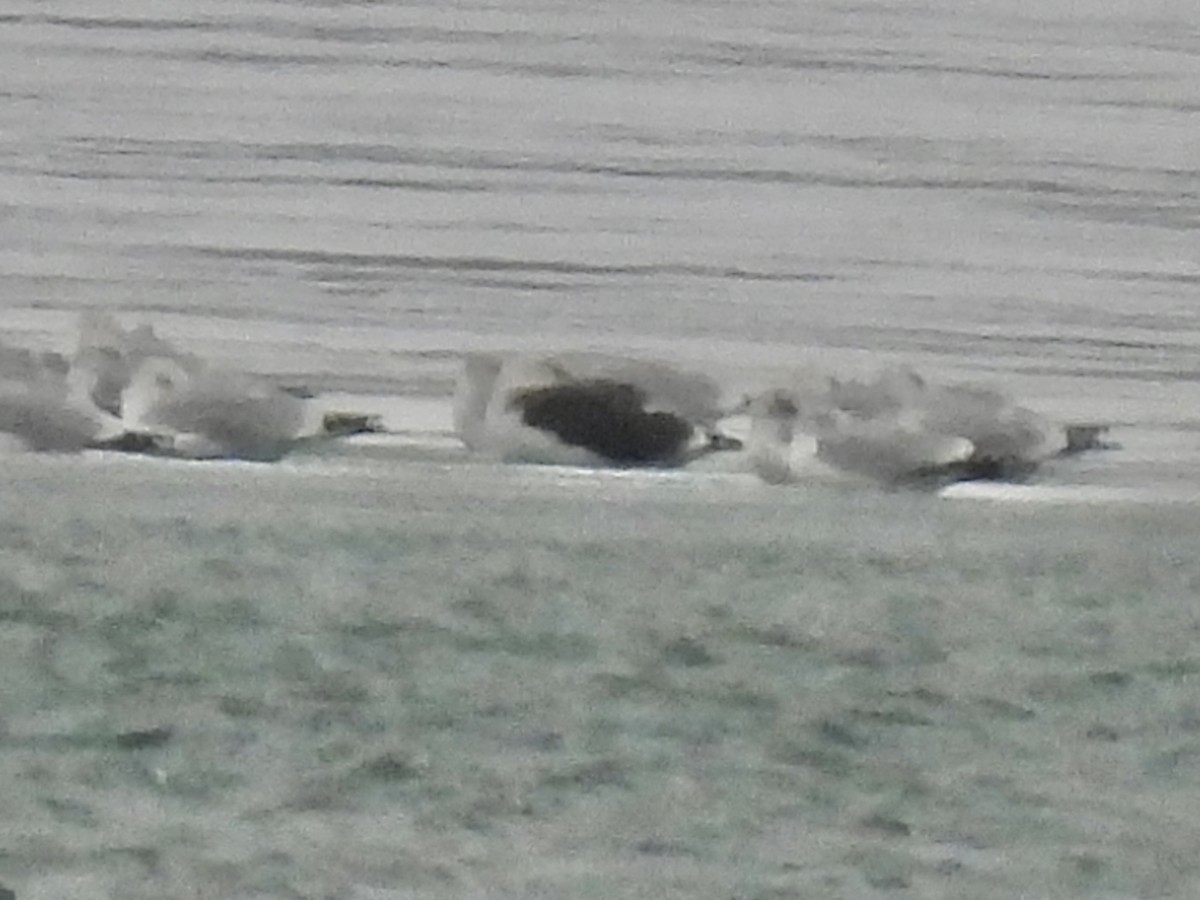 Great Black-backed Gull - ML646490219