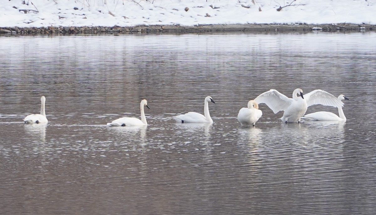 Trumpeter Swan - ML646490220