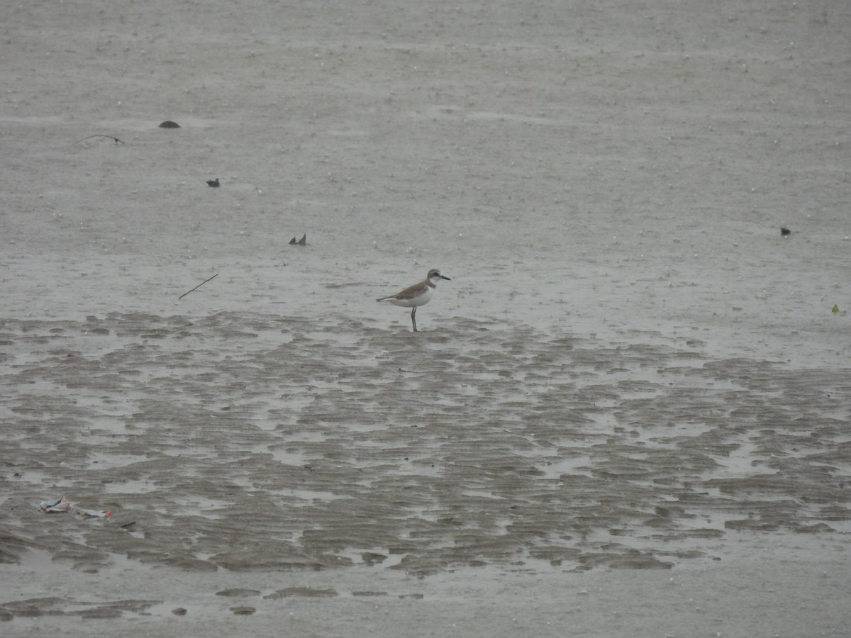 Пісочник товстодзьобий - ML646490225