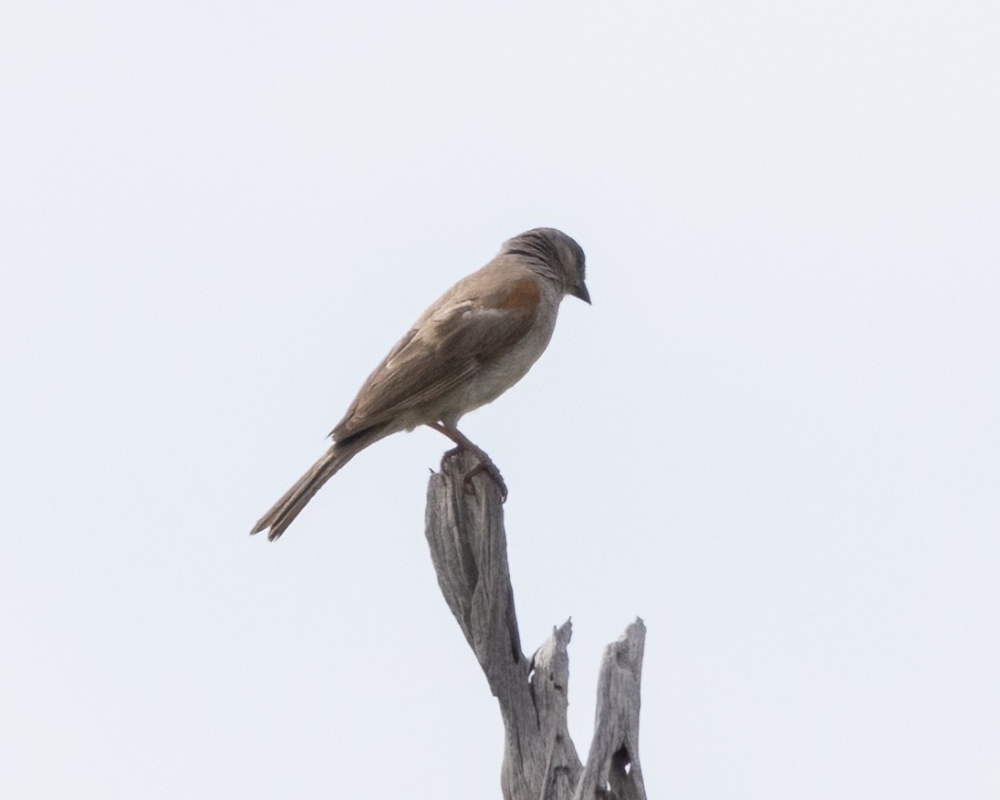 Damarasperling - ML646490228