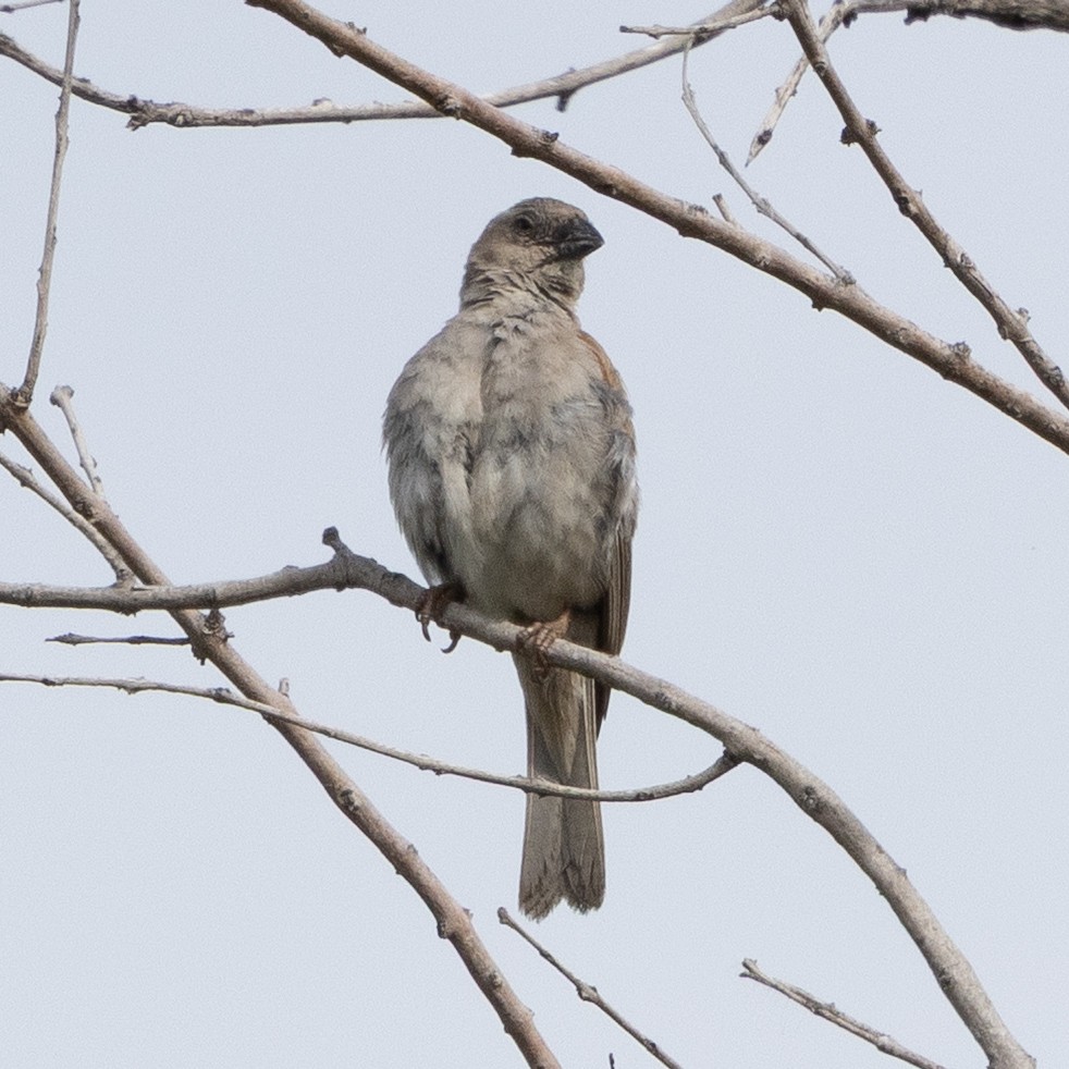 Damarasperling - ML646490230