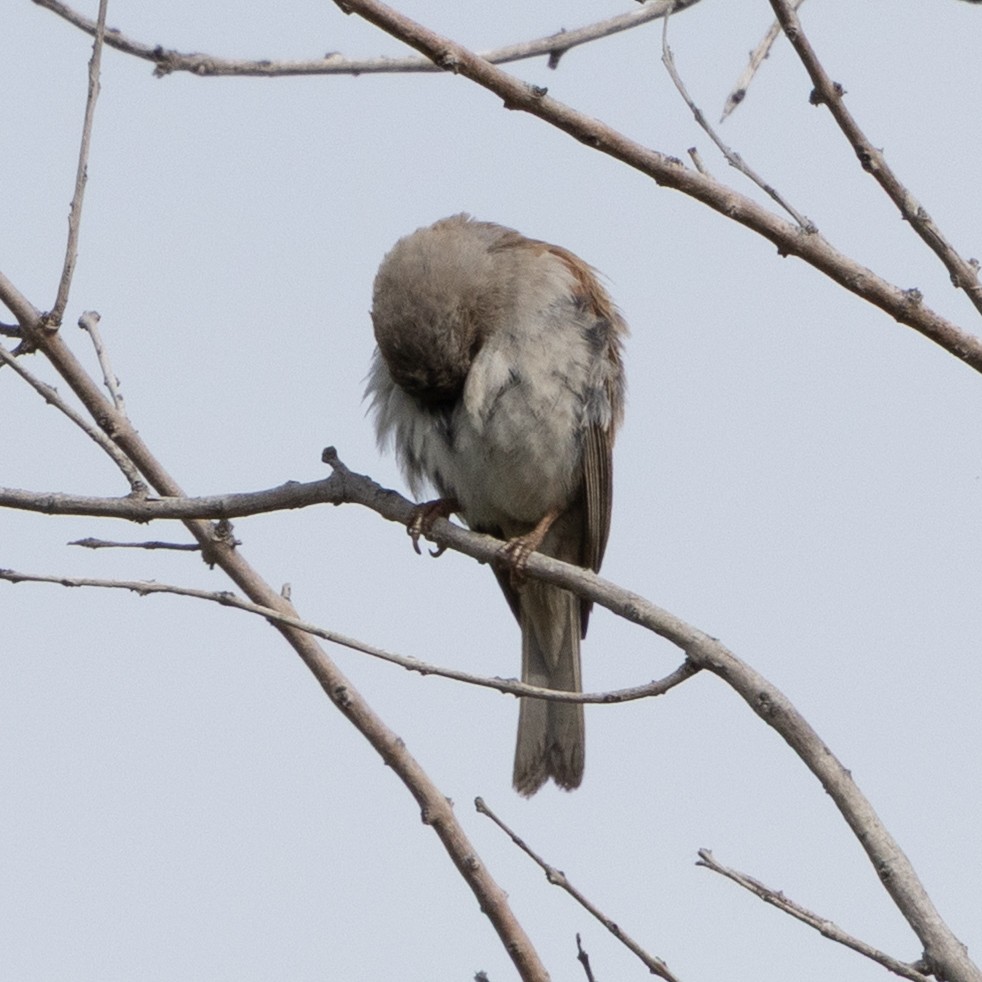 Damarasperling - ML646490231