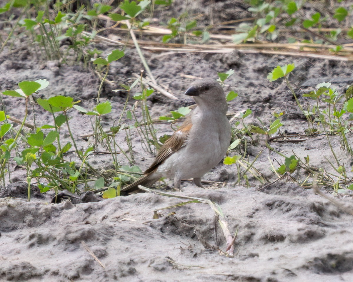 Damarasperling - ML646490232