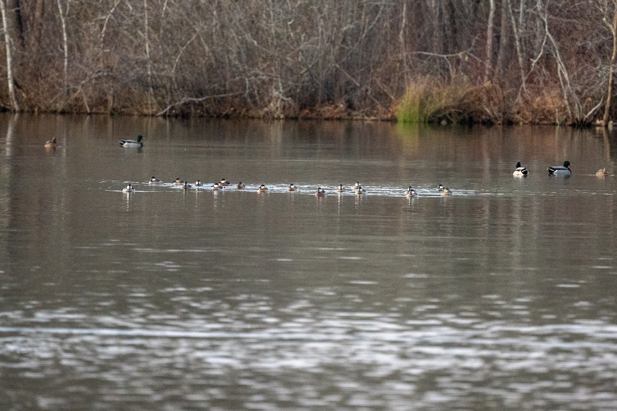 kobberand - ML646490233