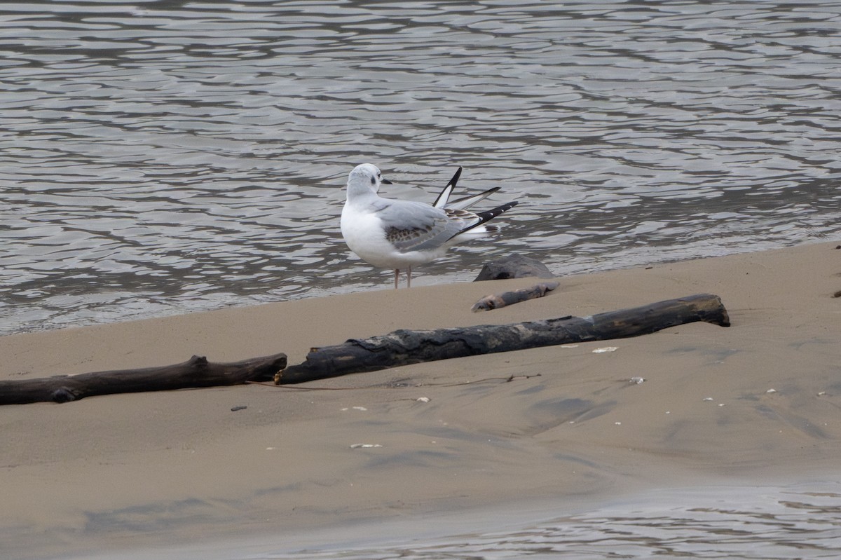 Mouette de Bonaparte - ML646490243