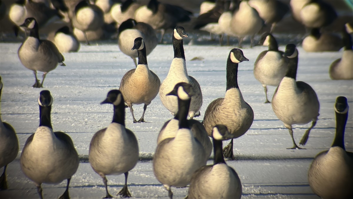 kanadagås - ML646490245