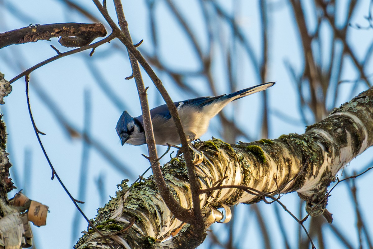 Blue Jay - ML646490246