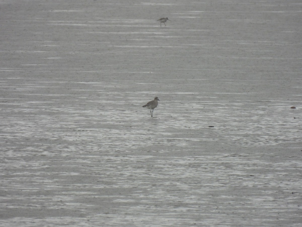 Сивка морська - ML646490247