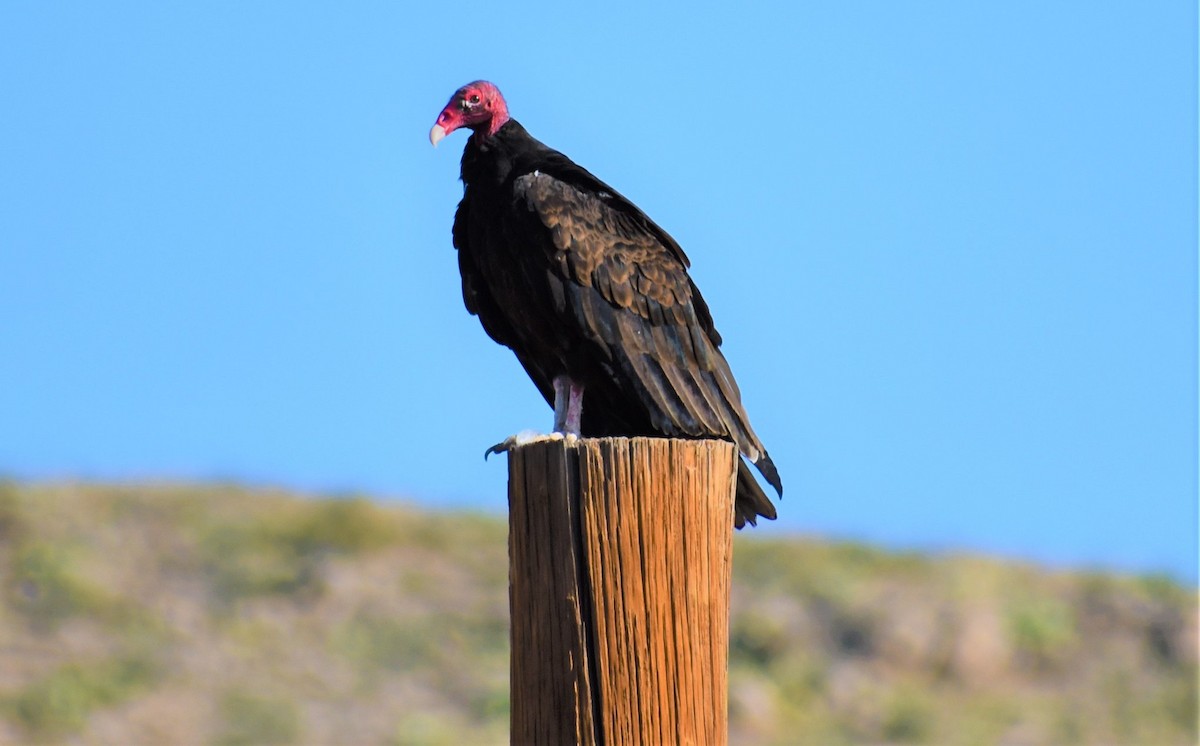Turkey Vulture - ML646490248