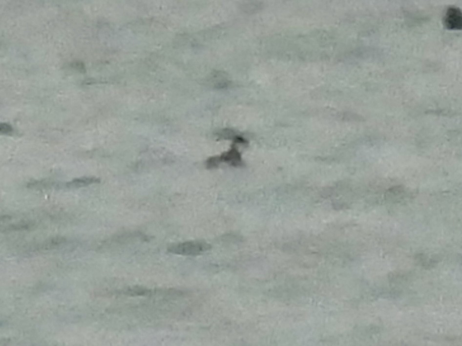 Пірникоза червоношия - ML646490250