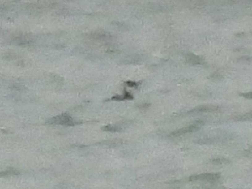 Пірникоза червоношия - ML646490251