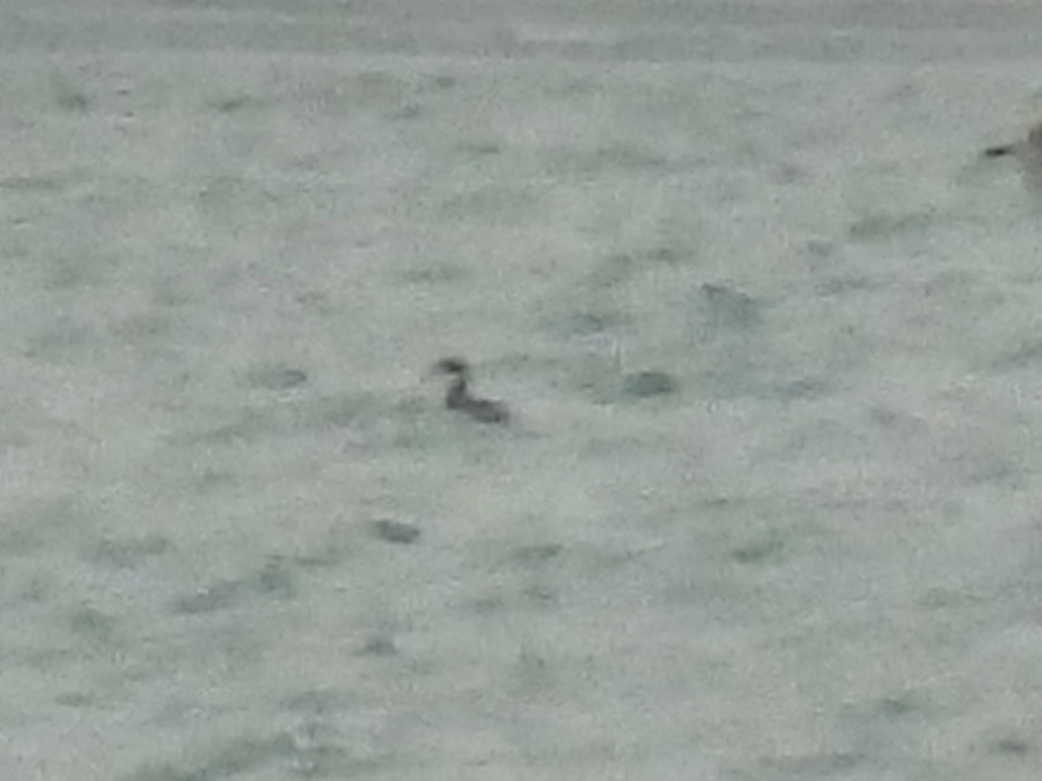 Horned Grebe - ML646490252