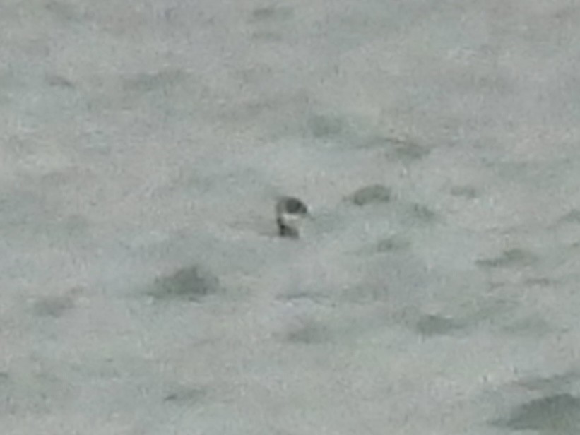 Пірникоза червоношия - ML646490253