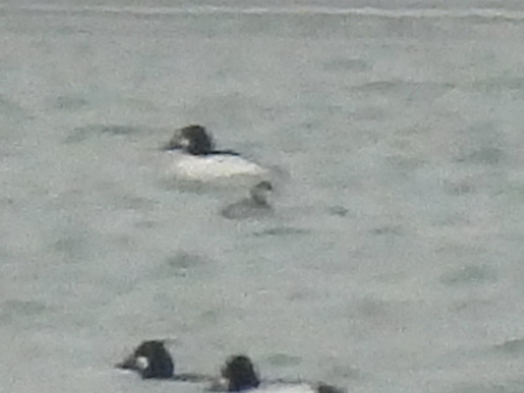 Пірникоза червоношия - ML646490254