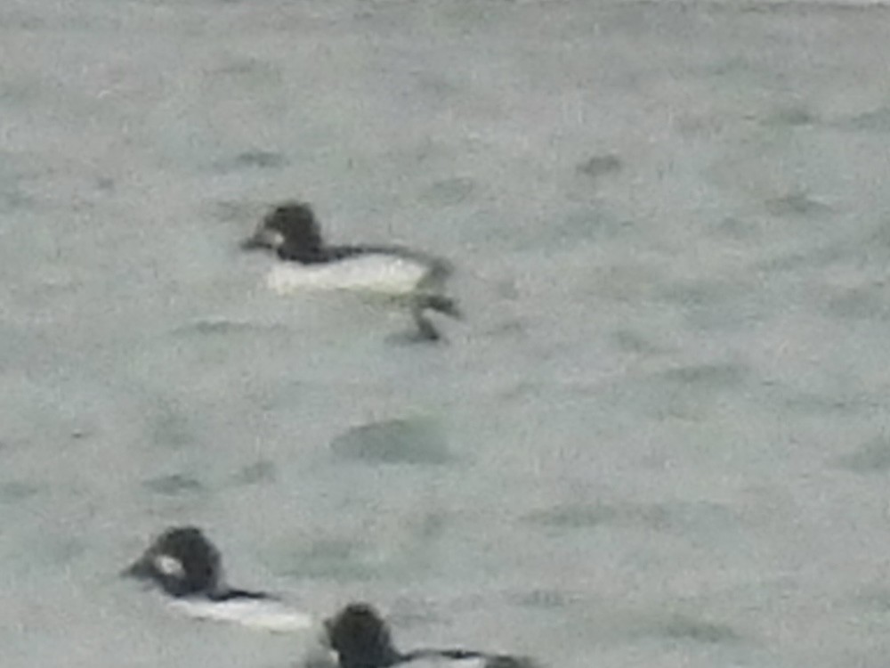 Пірникоза червоношия - ML646490255