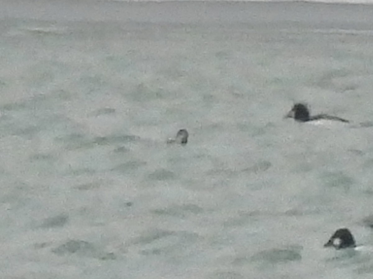 Пірникоза червоношия - ML646490256