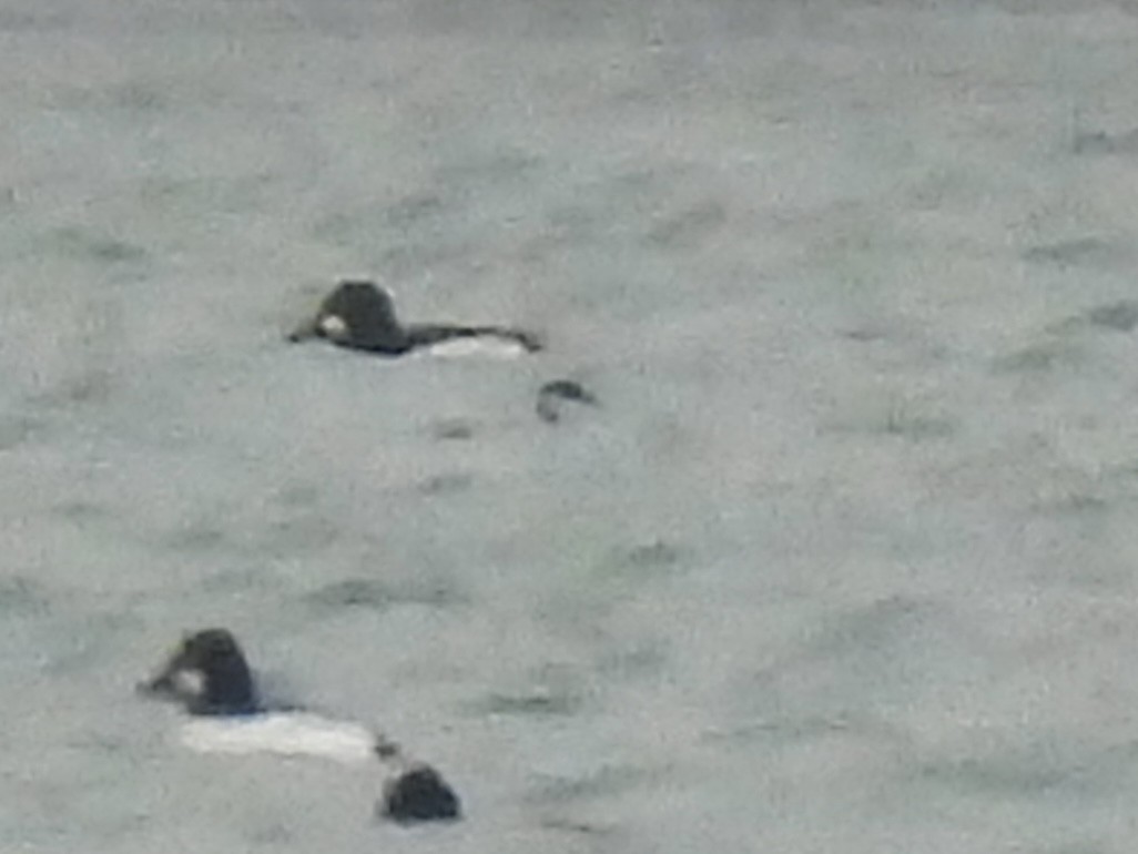 Пірникоза червоношия - ML646490257