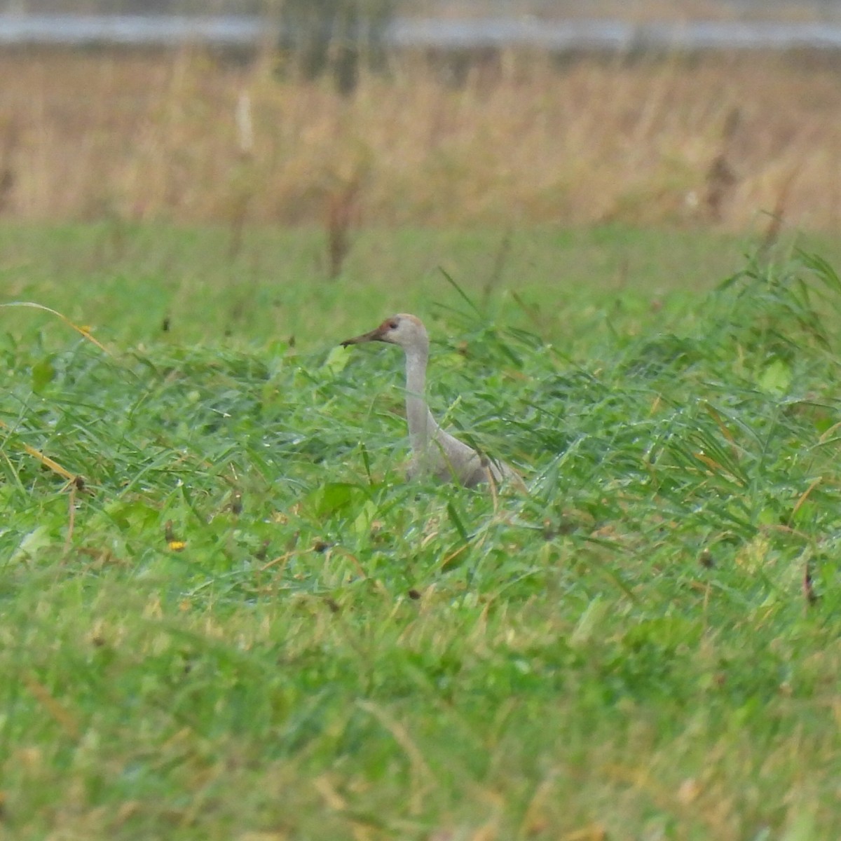 Канадский журавль - ML646490258