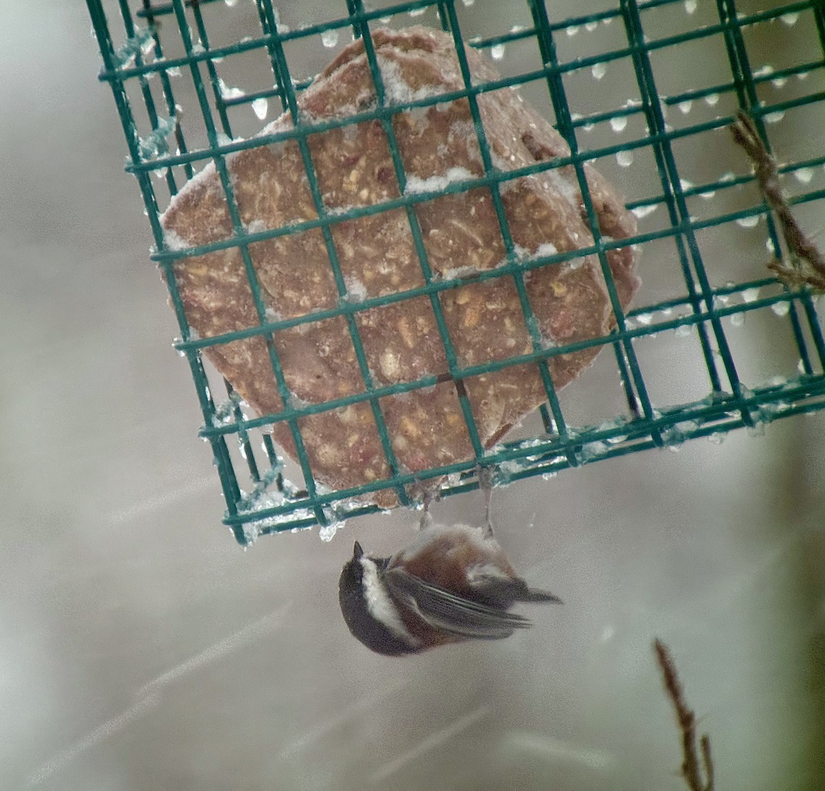 Гаїчка рудоспинна - ML646490259