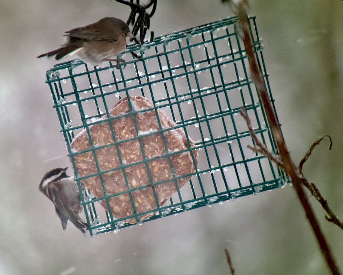 Гаїчка рудоспинна - ML646490260