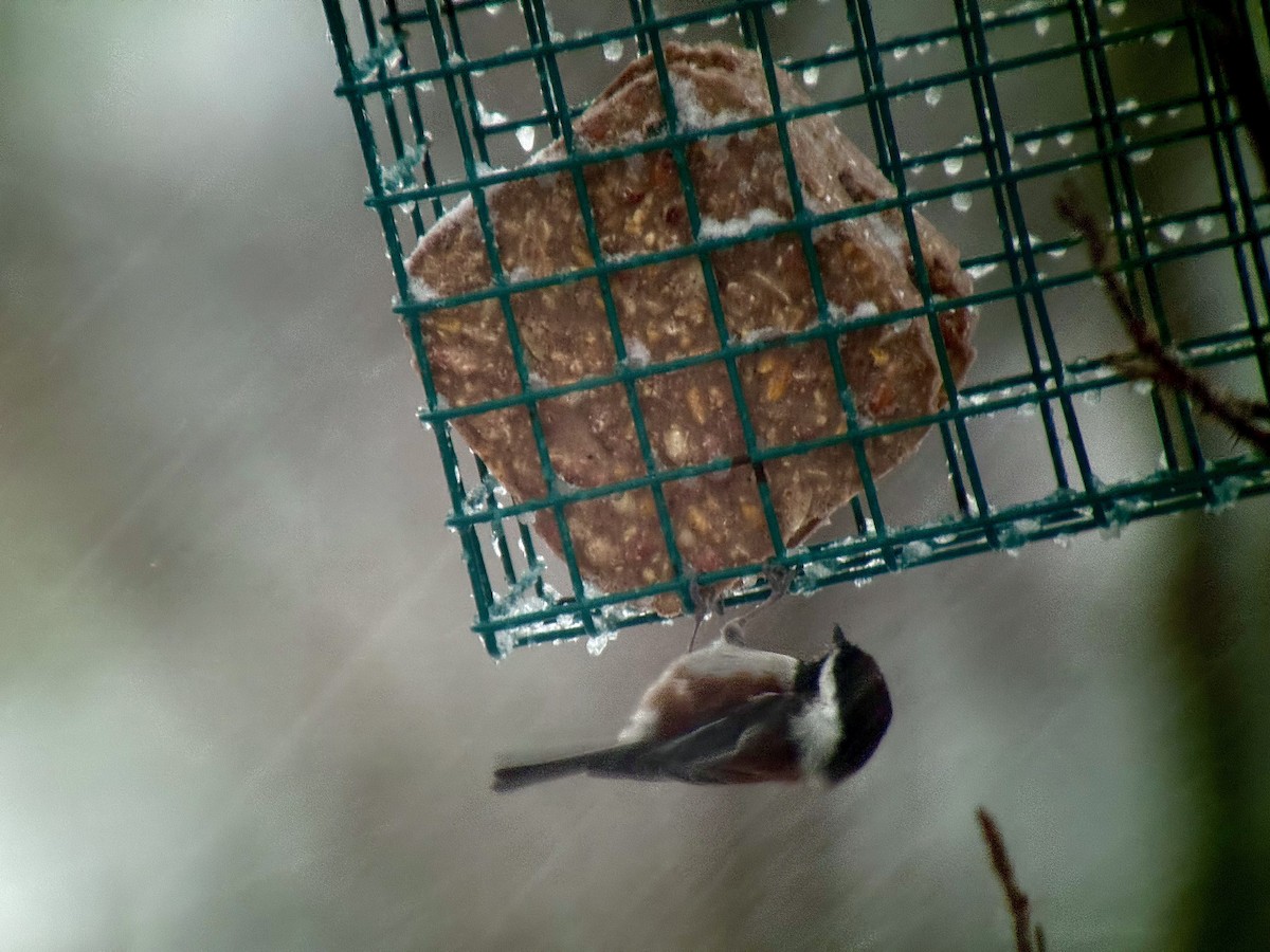 Гаїчка рудоспинна - ML646490261