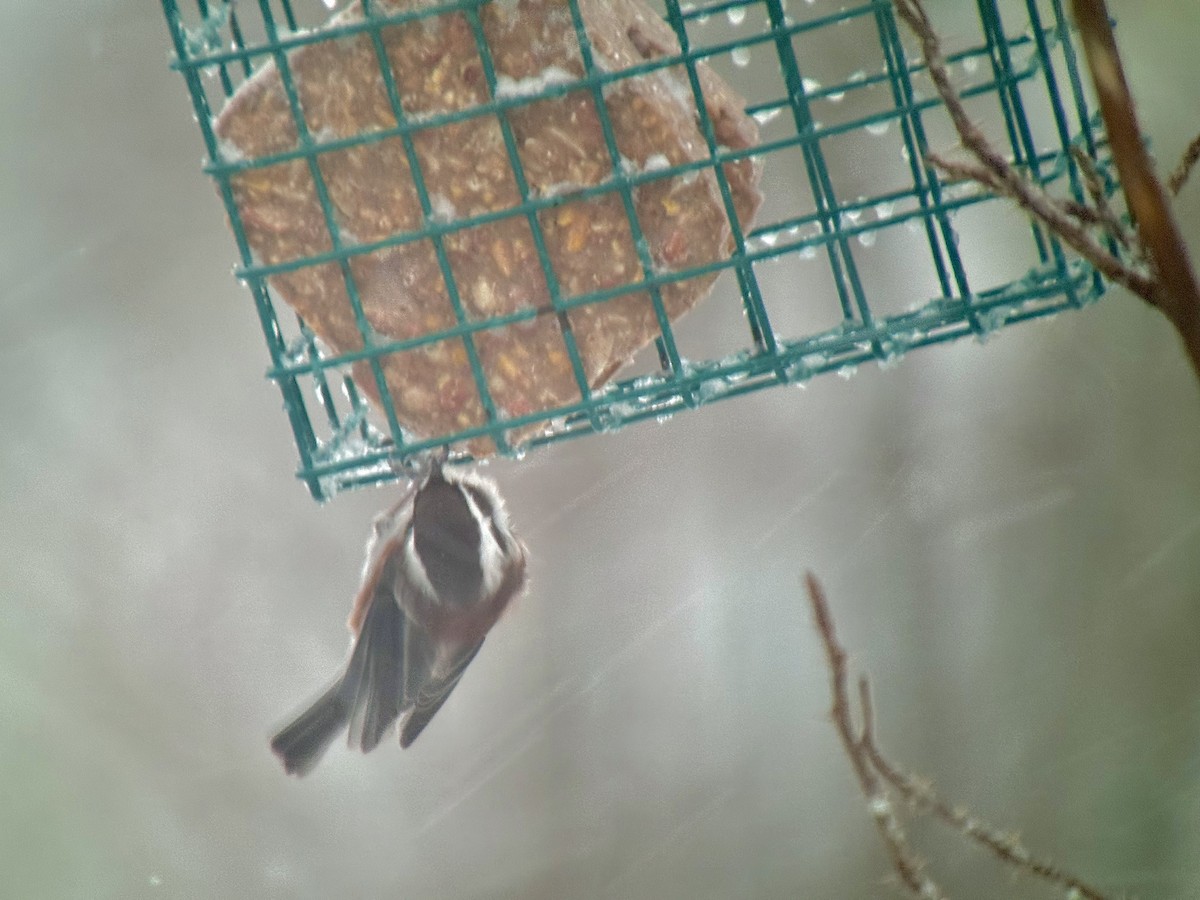 Гаїчка рудоспинна - ML646490262