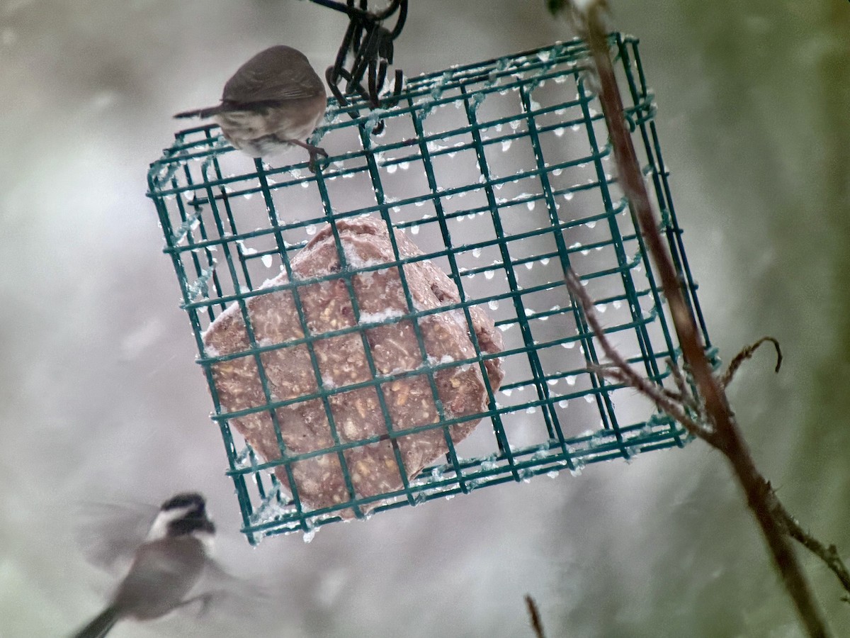 Гаїчка рудоспинна - ML646490263