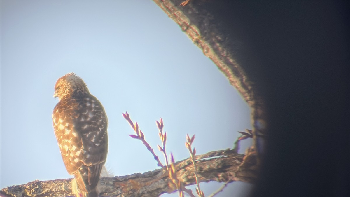 Яструб неоарктичний - ML646490264