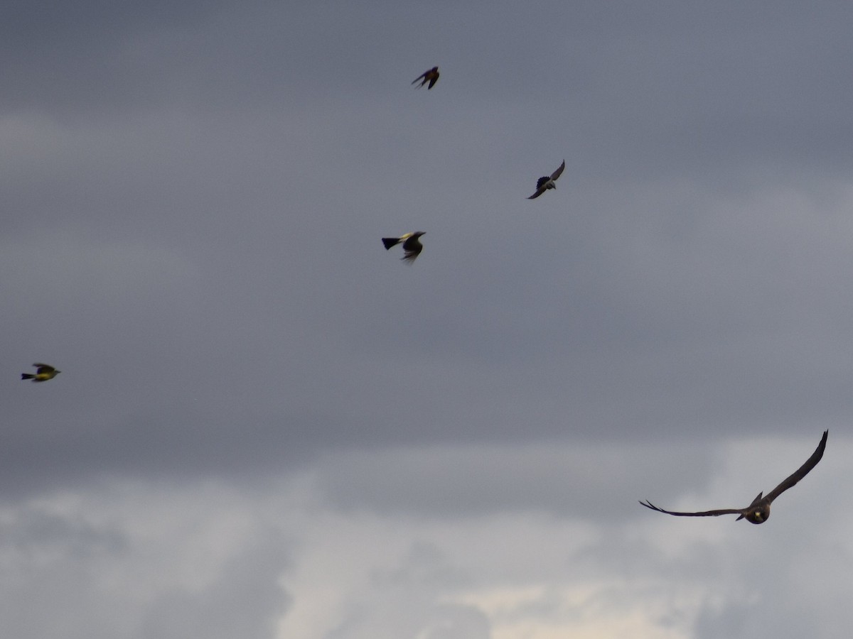 Канюк прерієвий - ML646490265